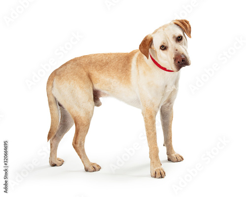 Labrador Retriever Mix Dog Standing Side © adogslifephoto
