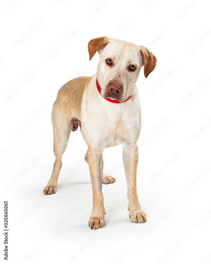 Yellow Labrador Crossbreed Dog Standing
