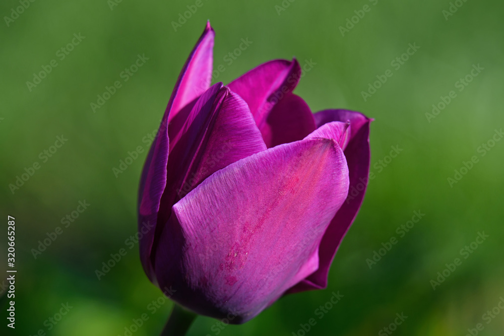 Tulip in garden with blurred background. Tulips form a genus of spring-blooming perennial herbaceous bulbiferous geophytes.