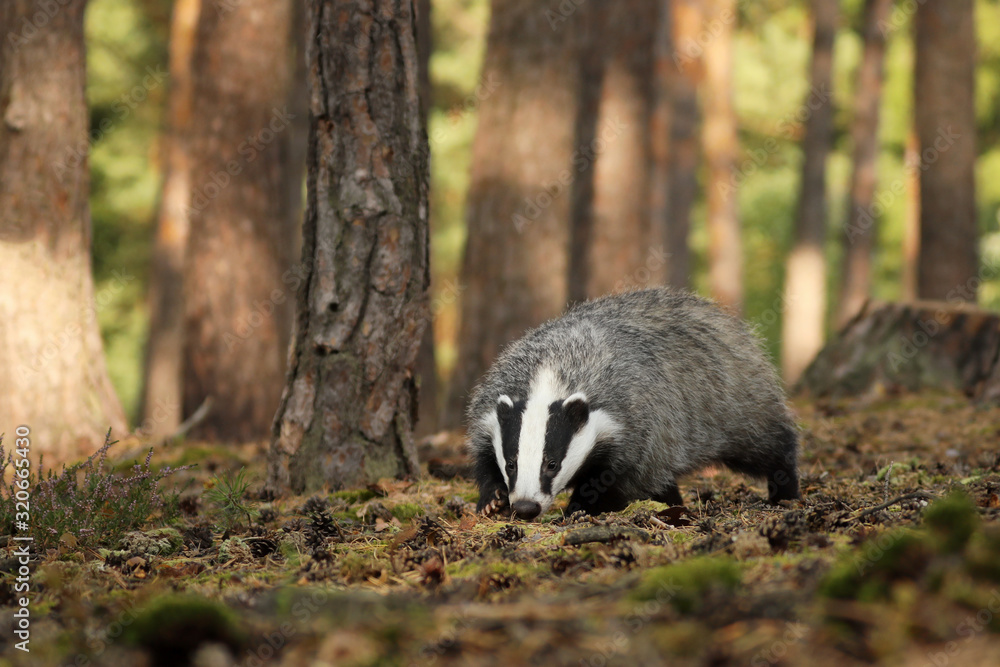 Meles meles, animal in wood. European badger sniffing in pine forest Meles meles, animal in wood. European badger sniffing in pine forest