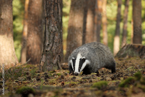 Meles meles, animal in wood. European badger sniffing in pine forest