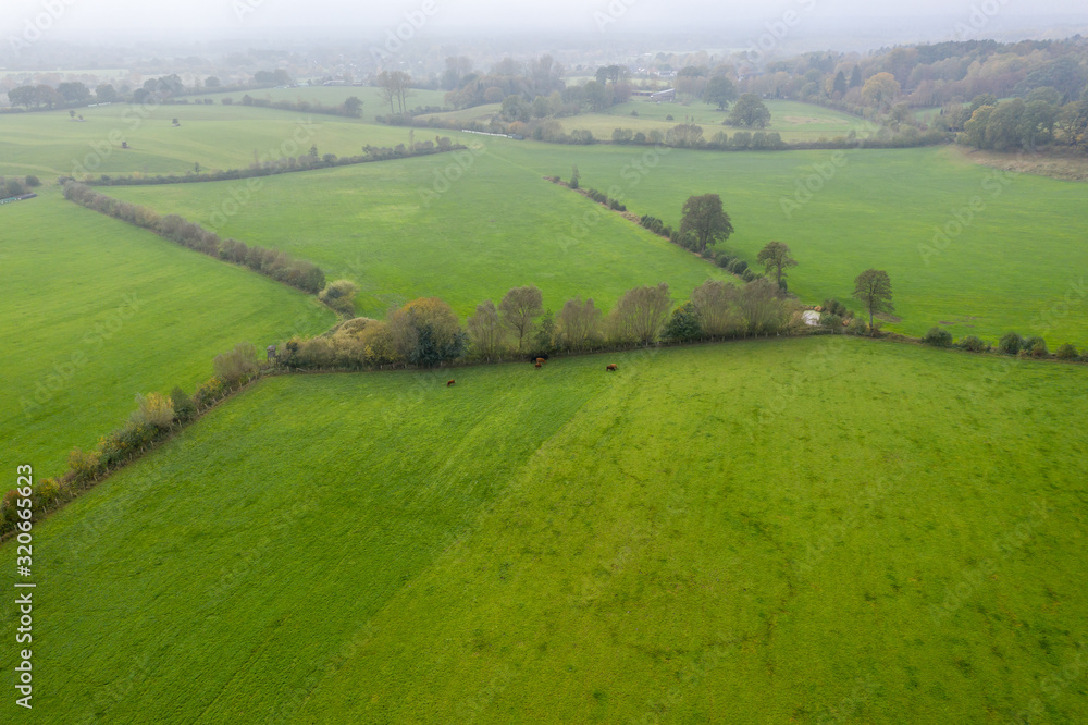 Obraz premium wall_hedge