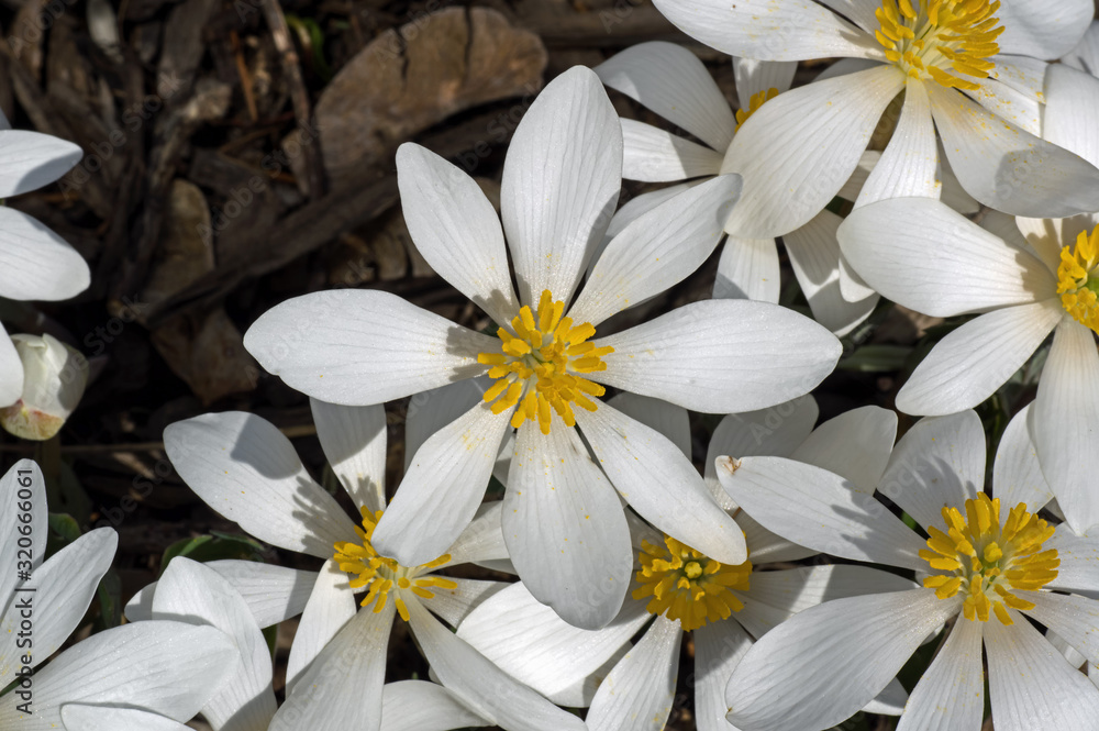 Obraz premium Blood Root blooming in the early morning sun. Sanguinaria canadensis is a perennial, herbaceous flowering plant native to eastern North America. 