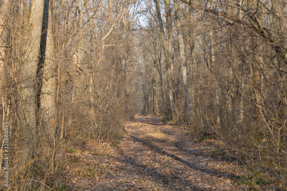 Forest without leaves in the cold season, dry vegetation Forest without leaves in the cold season, dry vegetation