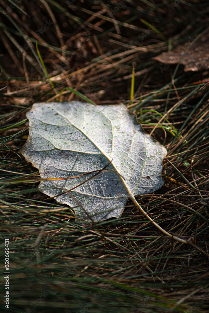 Image of the subtlety of a fallen leaf of a tree. Image. Image of the subtlety of a fallen leaf of a tree. Image.