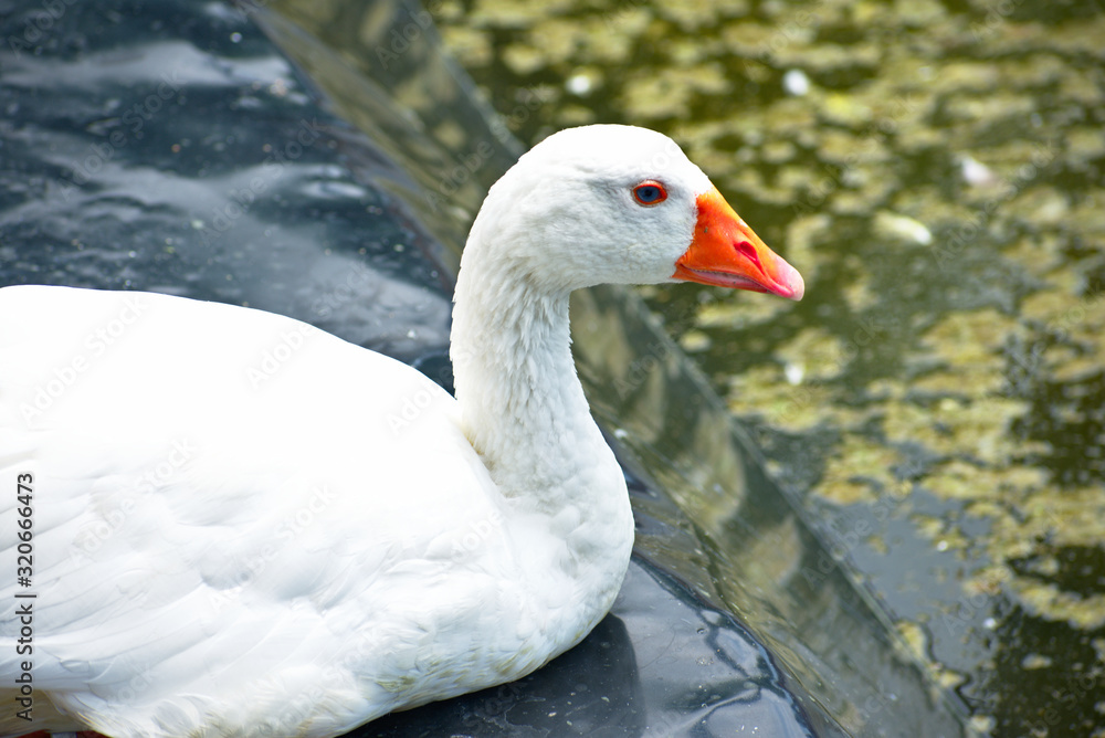 White goose sitting near a pond in Barranco Miraflores Lima Peru White goose sitting near a pond in Barranco Miraflores Lima Peru