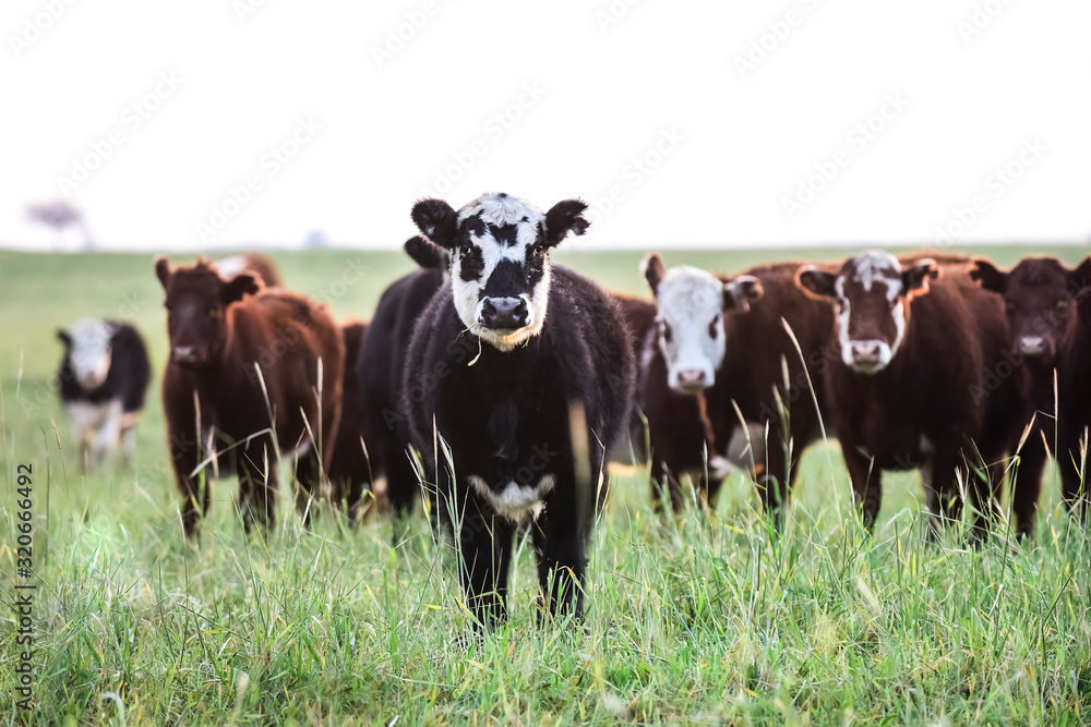 Fototapeta premium Steers grazing on the Pampas plain, Argentina