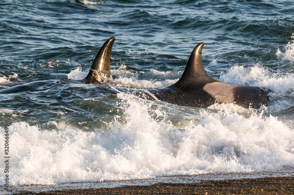 Fototapeta premium Killer whale hunting on the paragonian coast, Patagonia, Argentina