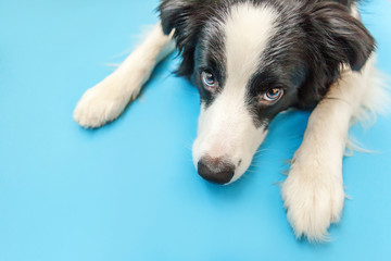 Funny studio portrait of cute smilling puppy dog border collie isolated on blue background. New lovely member of family little dog gazing and waiting for reward. Pet care and animals concept