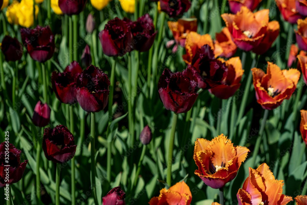 tulips tulips