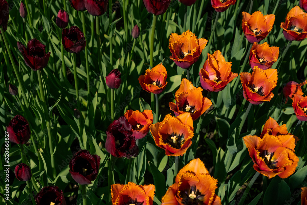 Fototapeta premium tulips