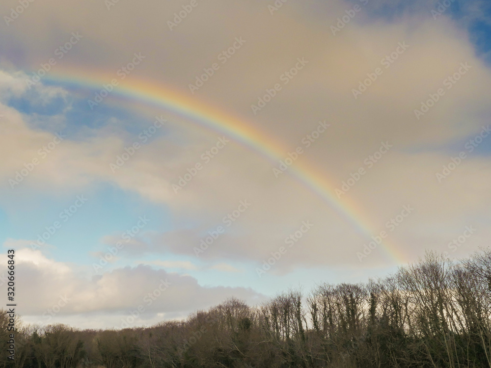 Naklejka premium Colorful rainbow in a cloudy sky over trees in a forest.