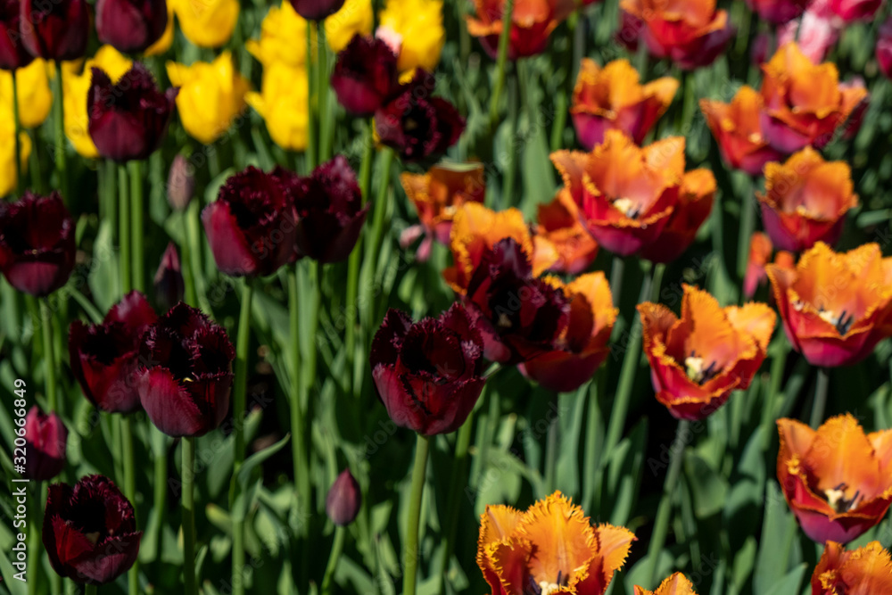 tulips tulips
