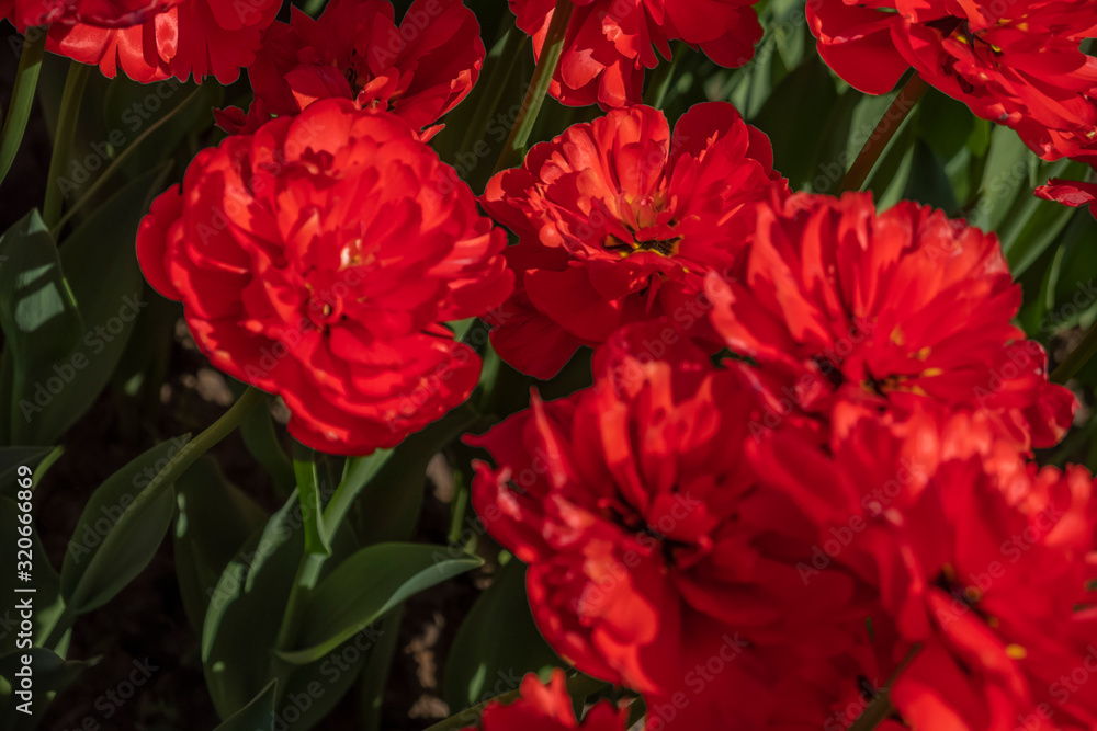 red tulips red tulips