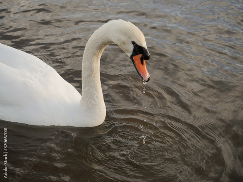 One adult white beautiful swan in a calm river water. Water dripping from its beak leaving ripples on water surface.