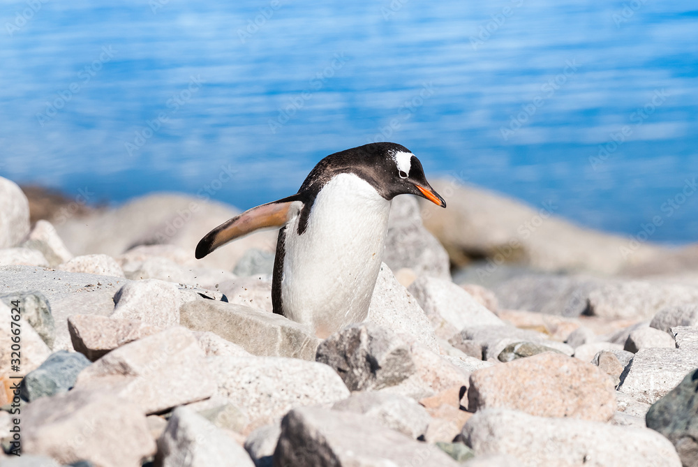 Naklejka premium Gentoo Penguin, Neko Harbour,Antartica