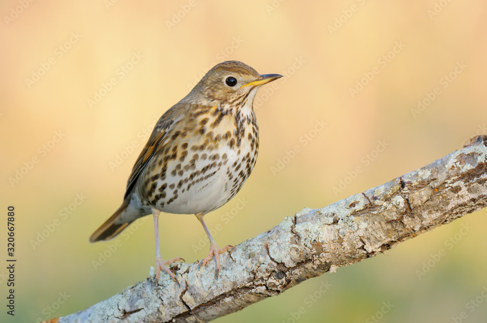 Fototapeta premium Tordo