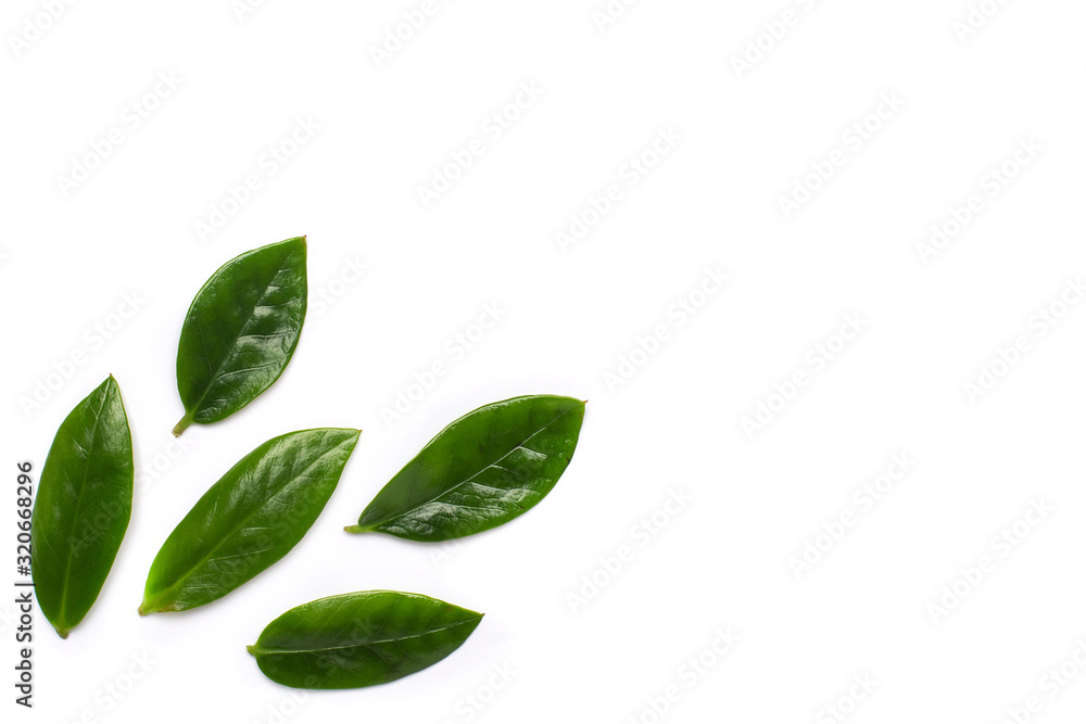 Green leaves on white background with copyspace, minimal plant flatlay Green leaves on white background with copyspace, minimal plant flatlay