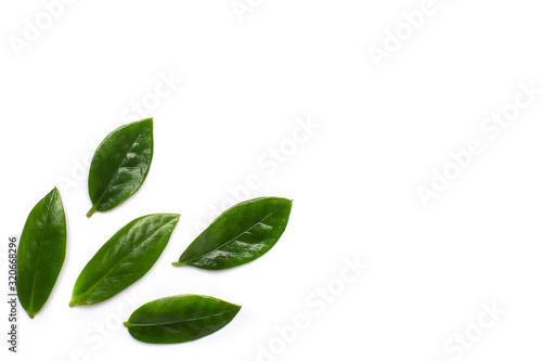 Green leaves on white background with copyspace, minimal plant flatlay