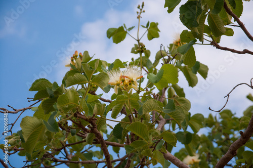 pequi flowers and branches photo