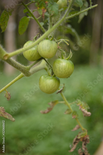 Green tomatoes on a home vegetable garden during summer in Brazil