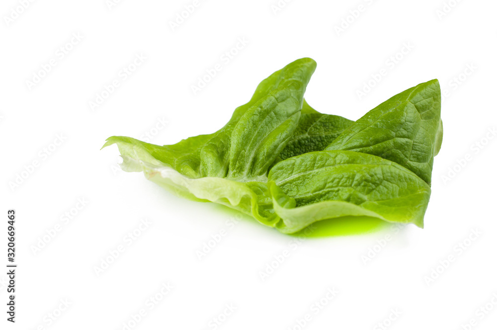 Lettuce isolated on white background.Copy space Lettuce isolated on white background.Copy space