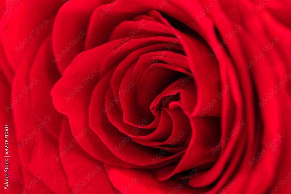 Red fresh rose. Сlose up. Red fresh rose. Сlose up.