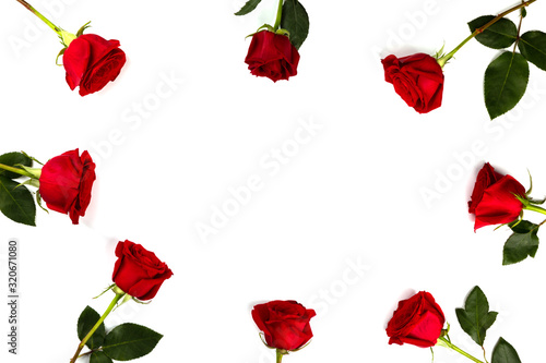 Red fresh roses isolated on white background. Traditional holiday gift.