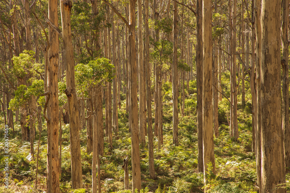 Boranup Karri Forest