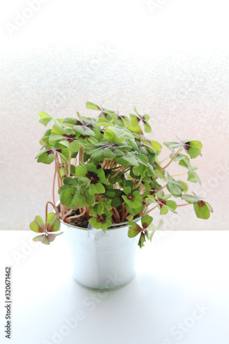 Pot de trèfle bicolore à quatre feuilles sur bureau blanc © Catherine