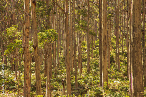 Boranup Karri Forest © Daniel