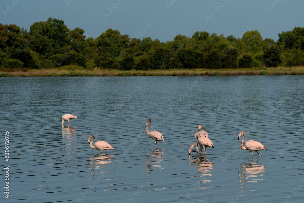 Greater Flamingo - Phoenicopterus roseus the most widespread and largest species of flamingo family, found in Africa, India, Middle East and southern Europe, big pink and white bird