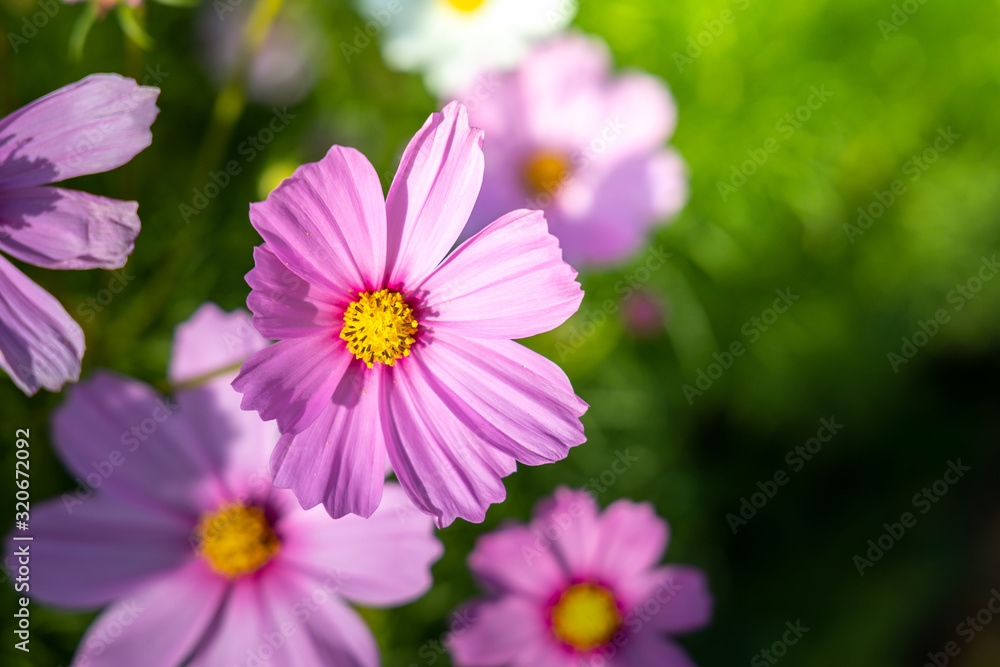 Beautiful Cosmos flowers in garden. Nature background. Beautiful Cosmos flowers in garden. Nature background.