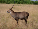 Antilope Horn Afrika Safari Wild