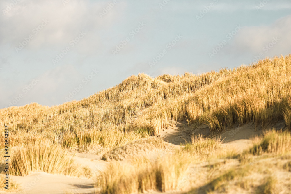 Goldenes Gras auf einer Sanddüne am Strand unter blauem himmel Goldenes Gras auf einer Sanddüne am Strand unter blauem himmel