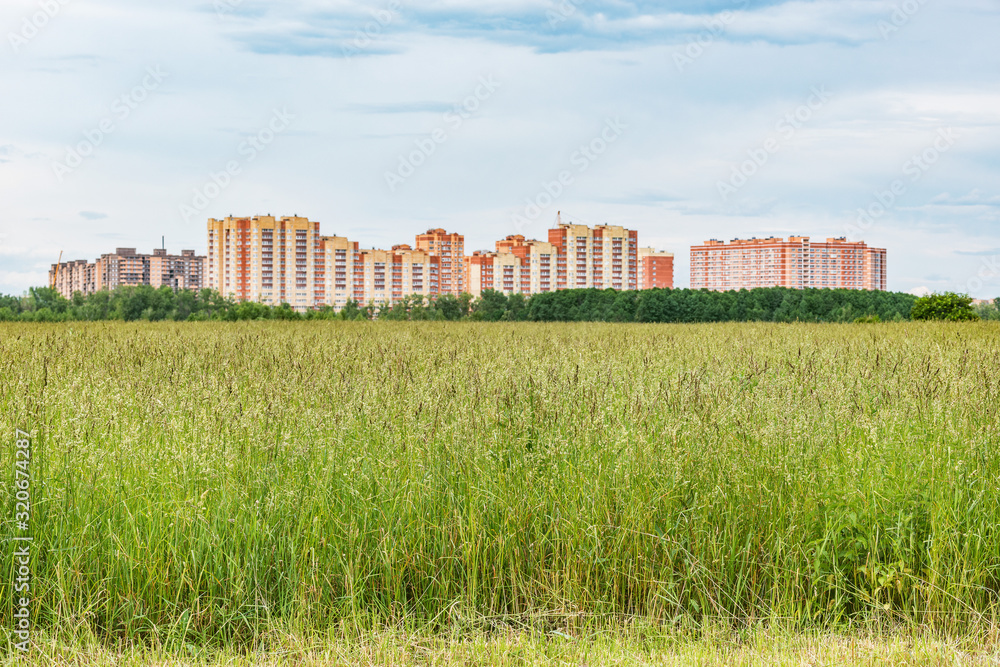Grass on the meadow by the city.