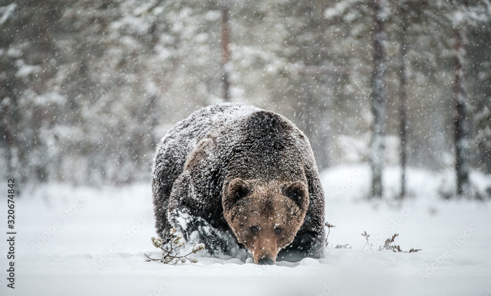 Adult Male of Brown Bear walks through the winter forest in the snow. Front view. Snowfall, blizzard. Scientific name: Ursus arctos. Natural habitat. Winter season. Adult Male of Brown Bear walks through the winter forest in the snow. Front view. Snowfall, blizzard. Scientific name: Ursus arctos. Natural habitat. Winter season.