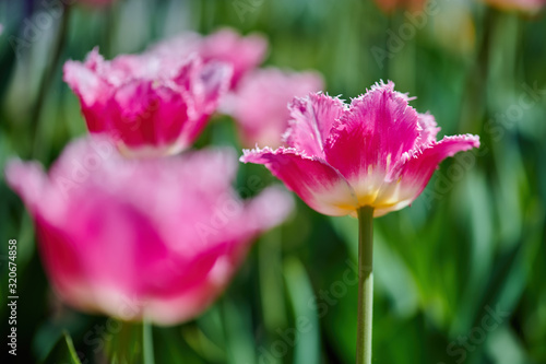 Beautiful blooming tulips in spring.