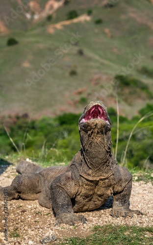 The Komodo dragon raised the head with open mouth. Closeup   Scientific name  Varanus Komodoensis. Natural habitat. Indonesia. Rinca Island.