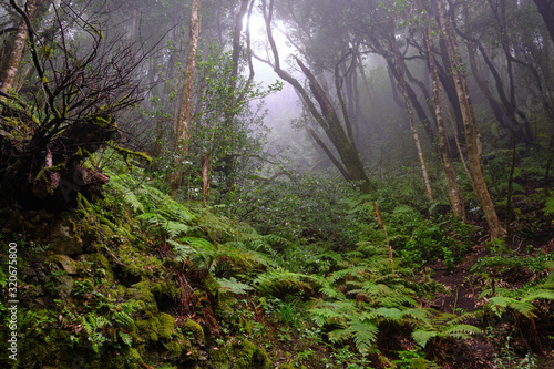 Enchanted forest of Pijaral, Anaga Mountains. Tenerife, Canary Islands. Spain photo
