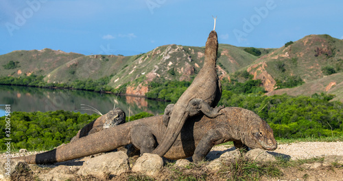 Dragon on the dragon. A female dragon climbed on top of the larger male. Komodo dragon   scientific name  Varanus komodoensis. Scenic view on the background  Natural habitat.  Indonesia..