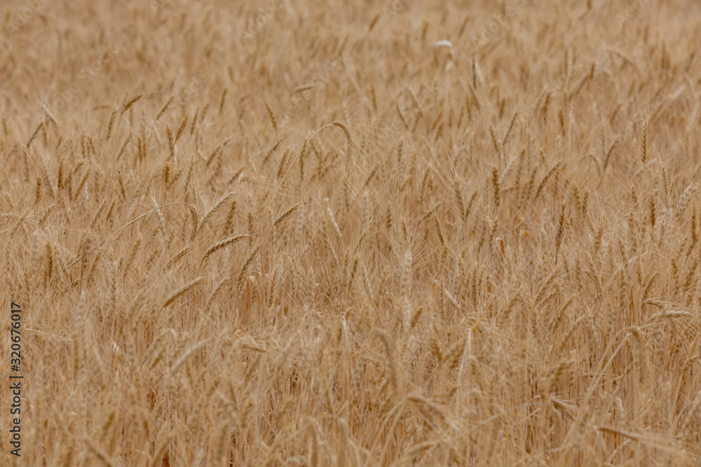 Wheat field. Wheat harvest. Agriculture. Wheat field. Wheat harvest. Agriculture.