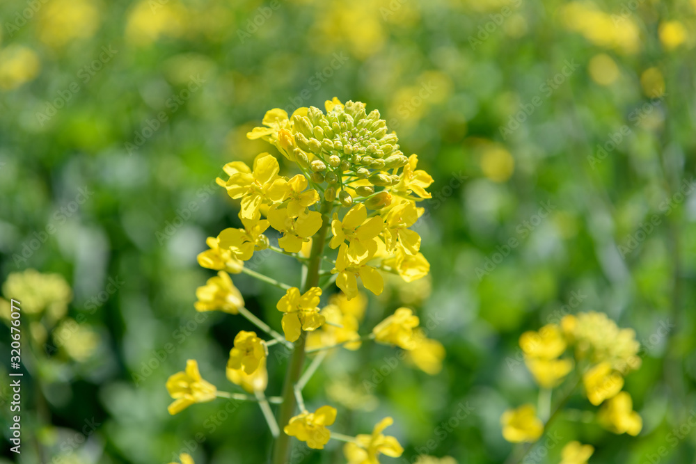 菜の花 菜の花