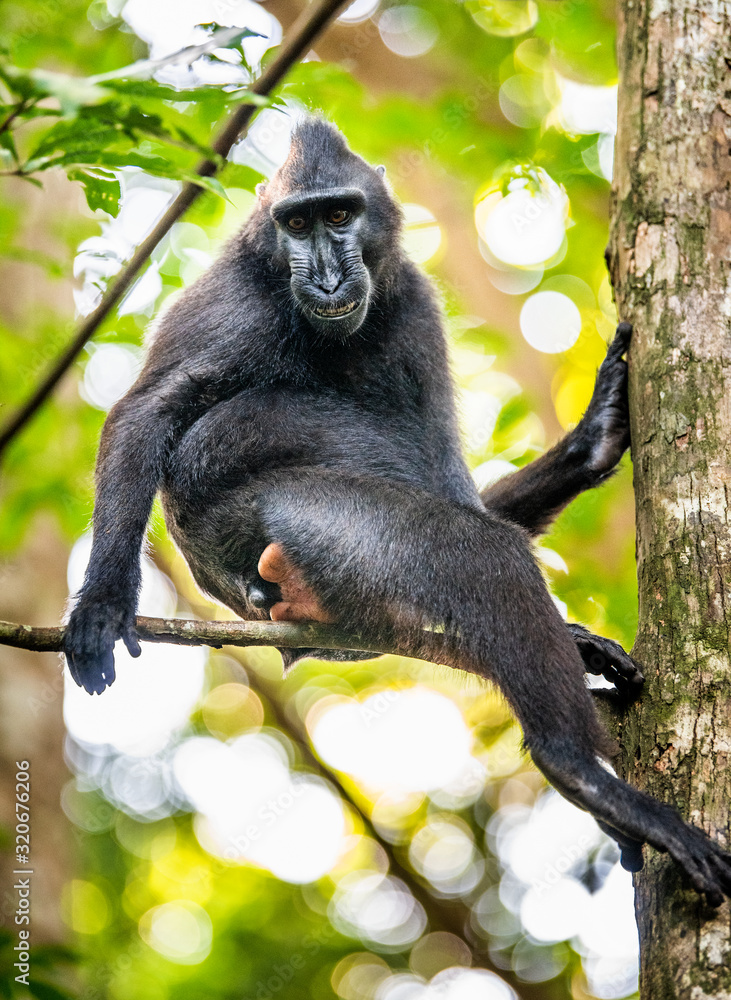 Obraz premium The Celebes crested macaque on the tree. Crested black macaque, Sulawesi crested macaque, sulawesi macaque or the black ape. Natural habitat. Sulawesi Island. Indonesia.