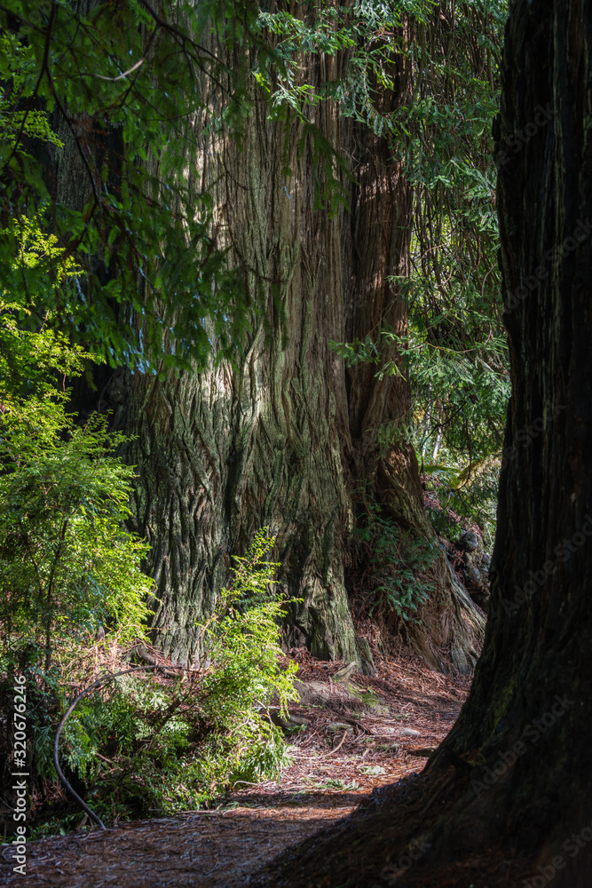 Obraz premium Redwood trees