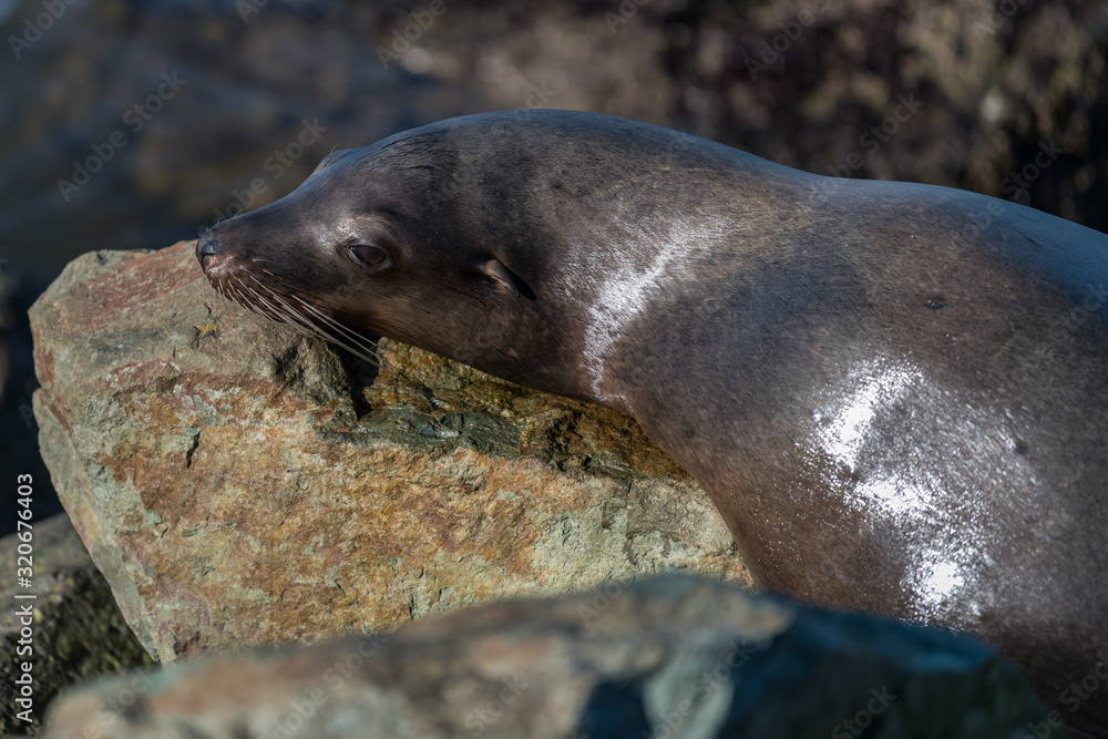 Steller Sea Lion lying on a rock