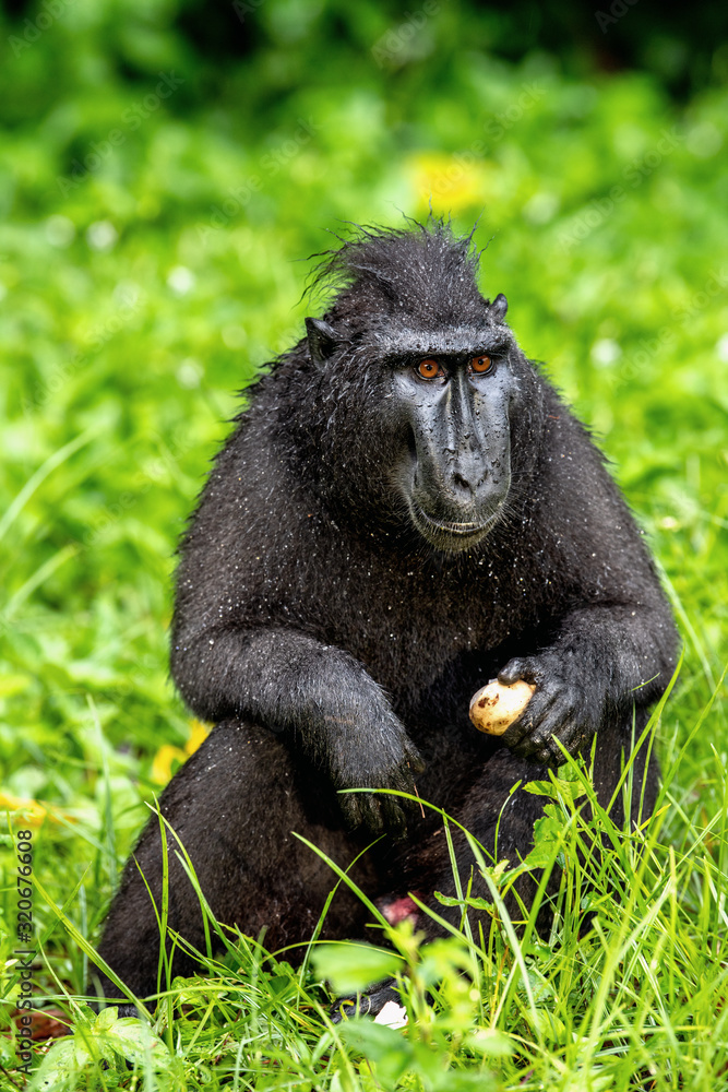 Obraz premium The Celebes crested macaque with fruit. Green natural background. Crested black macaque, Sulawesi crested macaque, sulawesi macaque or the black ape. Natural habitat. Sulawesi Island. Indonesia.