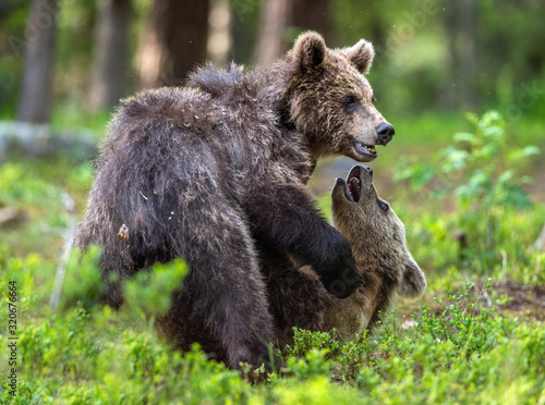 Brown Bear Cubs playfully fighting in summer forest. Scientific name: Ursus Arctos Arctos. Natural habitat.