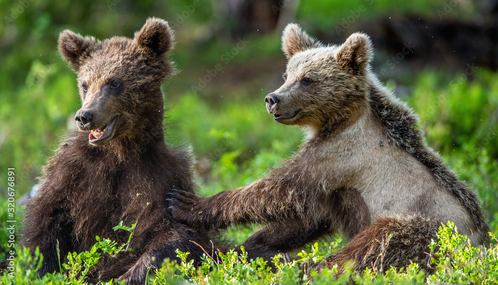 Fototapeta premium Brown Bear Cubs playfully fighting in summer forest. Scientific name: Ursus Arctos Arctos. Natural habitat.