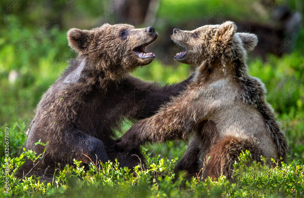 Fototapeta premium Brown Bear Cubs playfully fighting in summer forest. Scientific name: Ursus Arctos Arctos. Natural habitat.